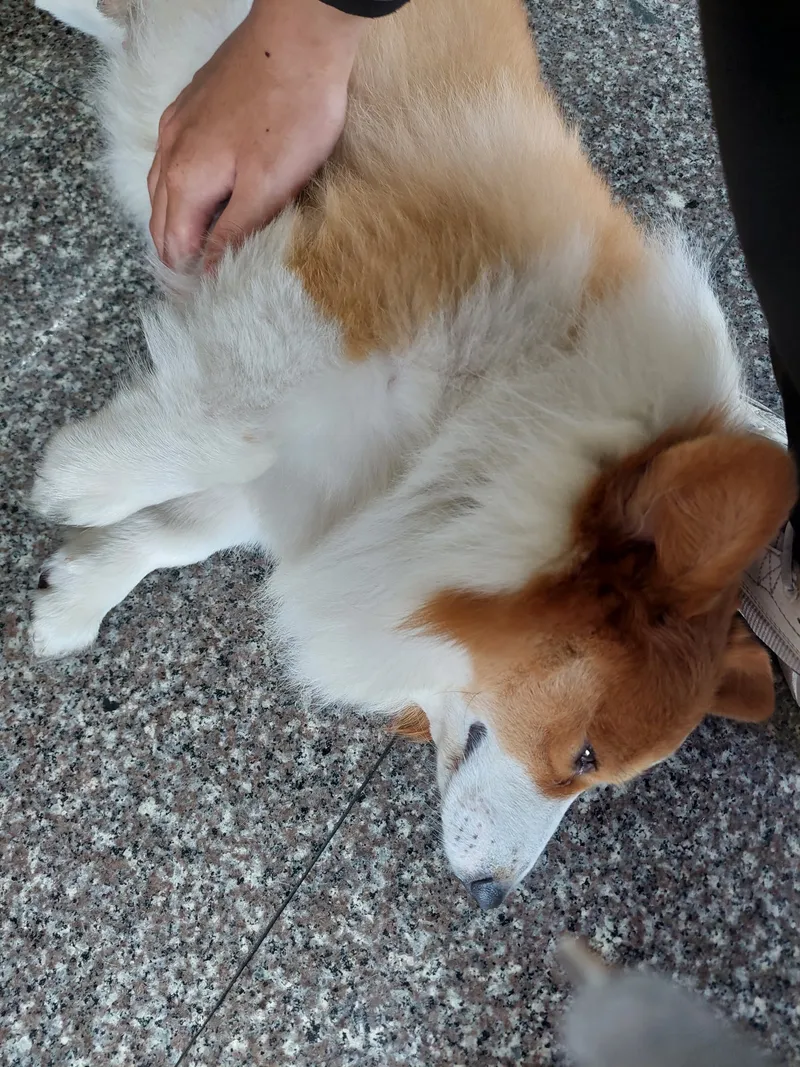 A brown and white dog lying on the ground getting its belly rubbed