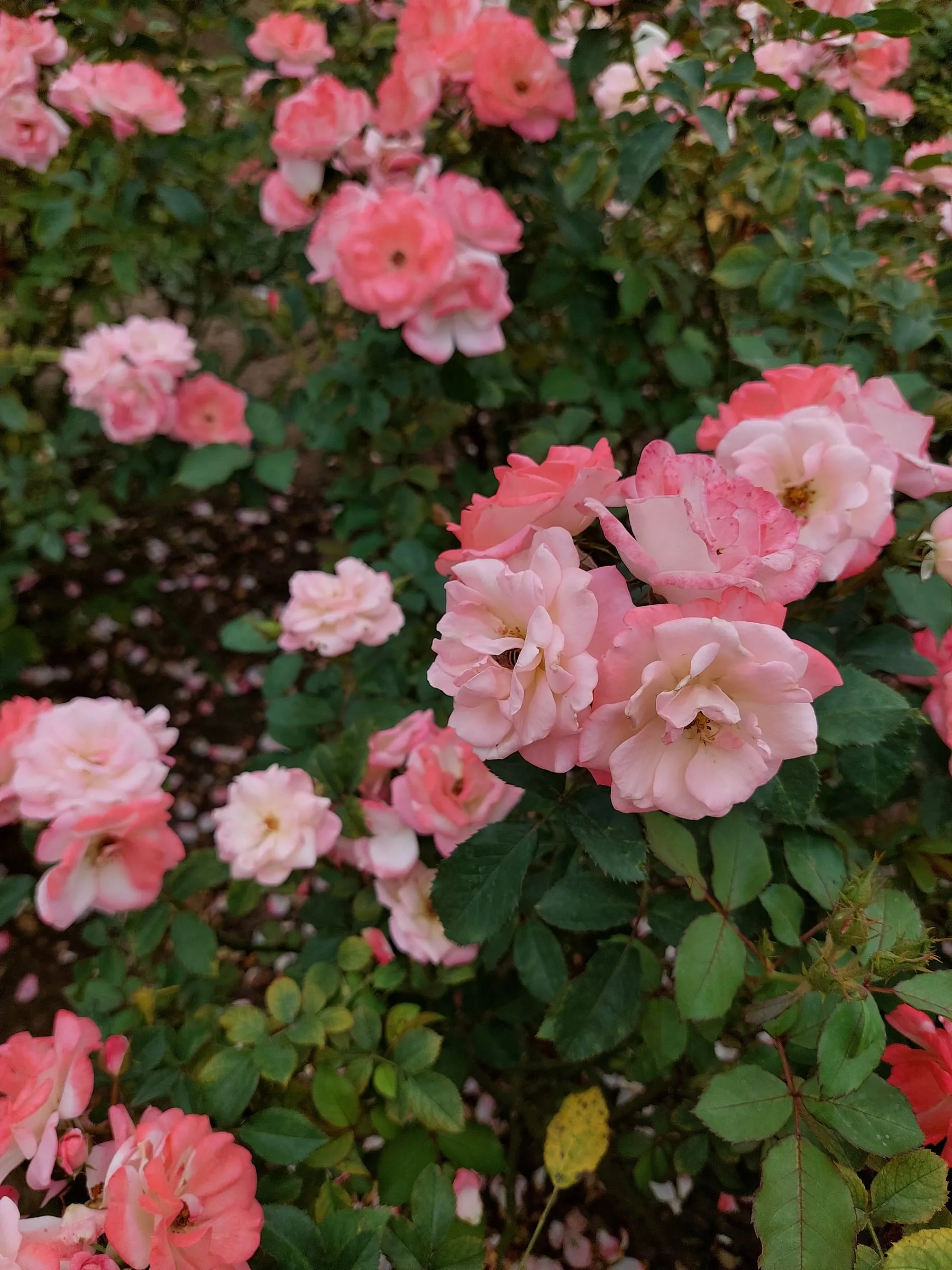 A bush of small pink roses in full bloom