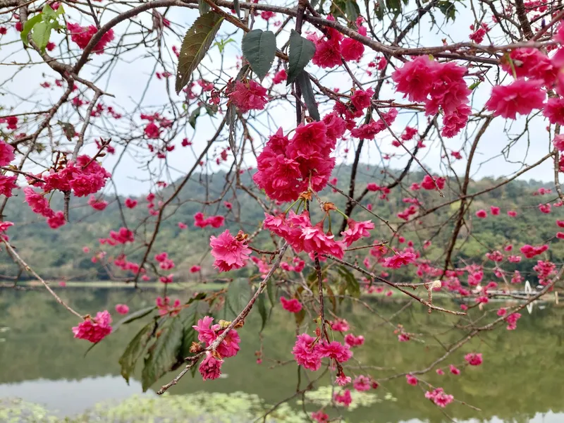 Pink cherry blossom branches hanging in front of a lake, with green hills behind