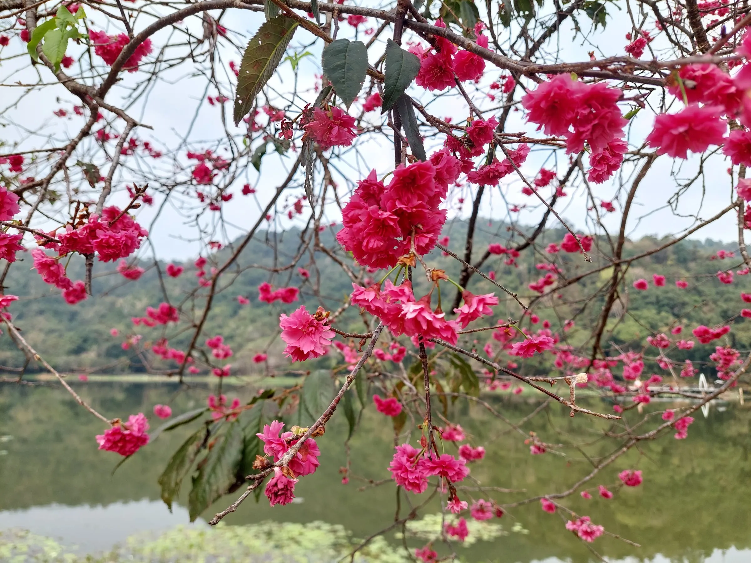 Pink cherry blossom branches hanging in front of a lake, with green hills behind