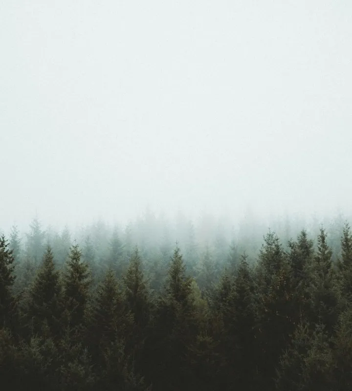Dense dark green conifer forest with pointed treetops disappearing into thick white fog