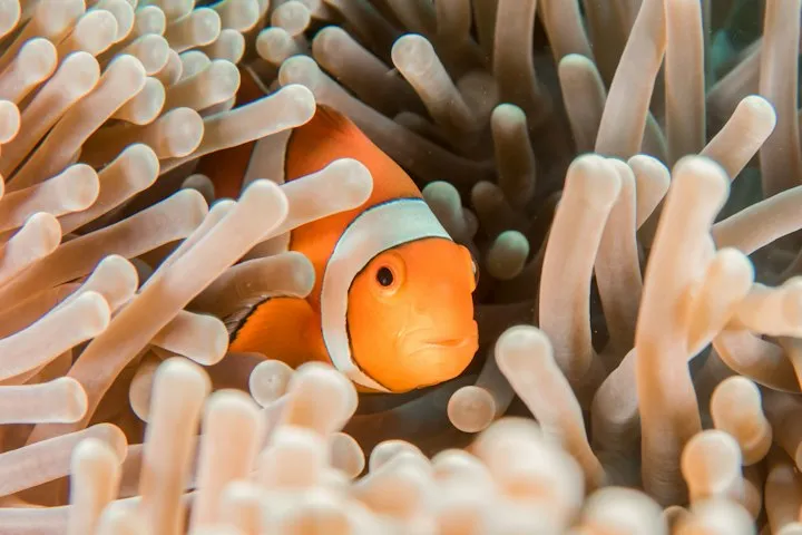 Orange ocellaris clownfish with a white stripe peeking from pale peach sea-anemone tentacles