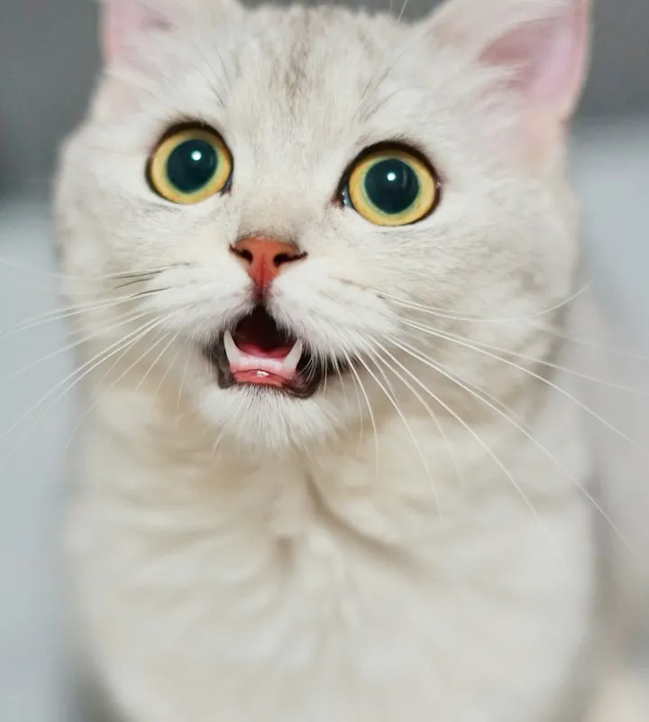 Close-up of a fluffy white kitten looking up with wide eyes and a slightly open mouth
